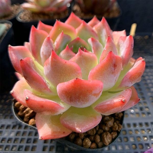 超美苗ケラリアン Amazon.co.jp: 農園直売 多肉植物 エケベリア属 Echeveria
